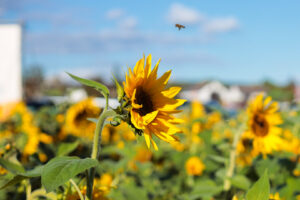 Sonnenblumen auf einem Feld mit einer Biene im Landeanflug